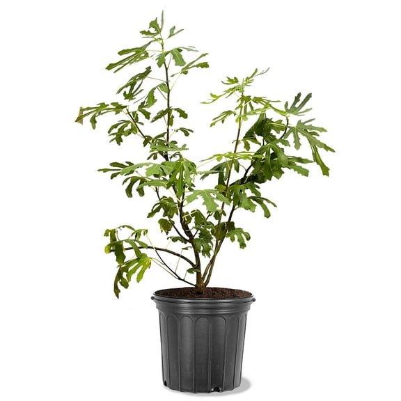 Expert Gardener 2-3 ft. tall Texas Everbearing Fig Live Tree in 5-Gallon Grower Pot