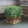 thumbnail image 2 of Organic Yellow Pea Sprouting Seeds - 5 Lb - Non-GMO, Heirloom - Microgreens Pea Shoots, Sprouts, Vegetable Garden, Cover Crop, 2 of 4