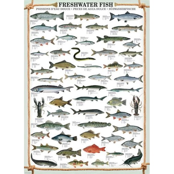 Freshwater Fish - 6000-0312