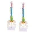 thumbnail image 1 of Modelo Flexible Anatómico De Vertebral De 45 Cm Con Pelvis Y Fémur, Codificado Por Color, Educación De Tamaño Natural 2PCS, 1 of 9