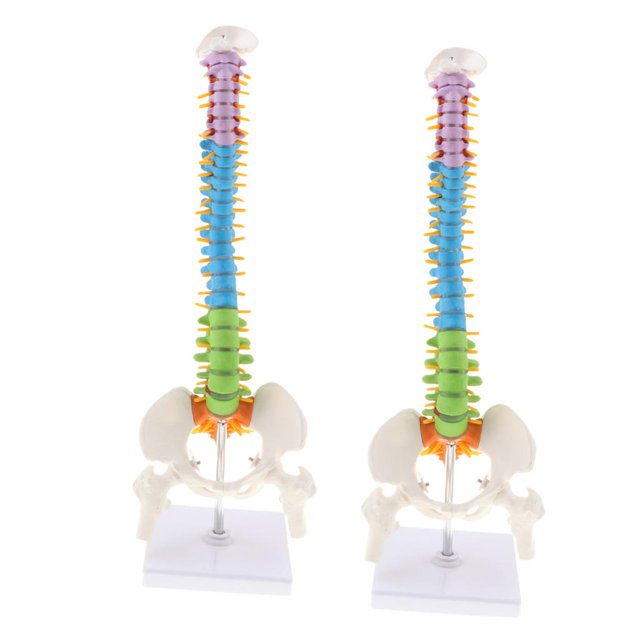 Modelo Flexible Anatómico De Vertebral De 45 Cm Con Pelvis Y Fémur, Codificado Por Color, Educación De Tamaño Natural 2PCS