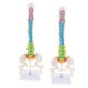 thumbnail image 1 of 2 piezas 1: 1 modelo de vertebral vertebral de la médula espinal, con pelvis, con pantalla, modelos anatómicos, 1 of 9