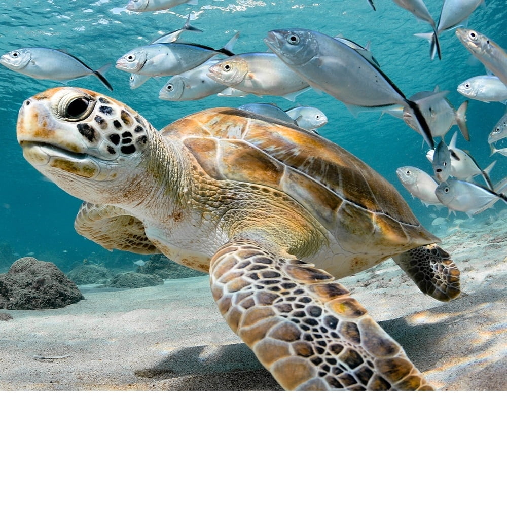 Under the Sea Animals-14"x14" Canvas Artwork - Multi-Color 16 x 20