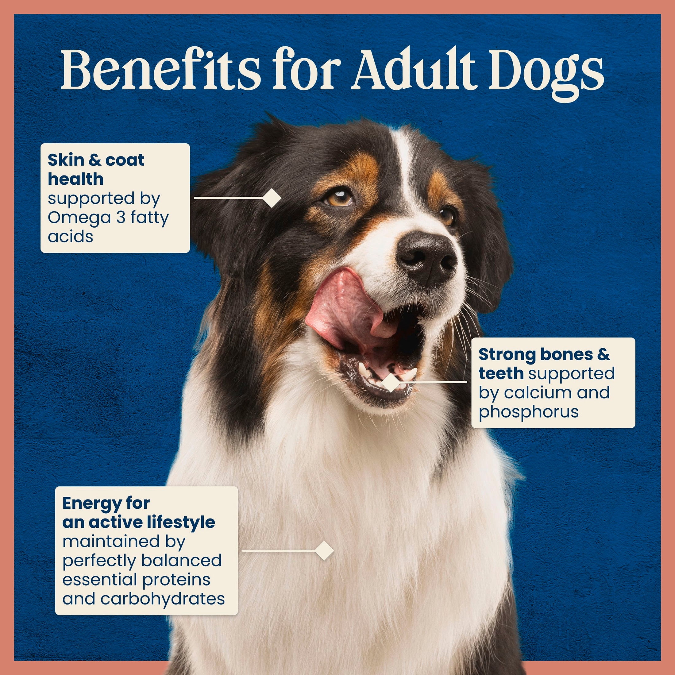 (4 pack) Blue Buffalo Love Made Fresh Adult Refrigerated Dog Food, Beef Meatball 1.5lb Pouch