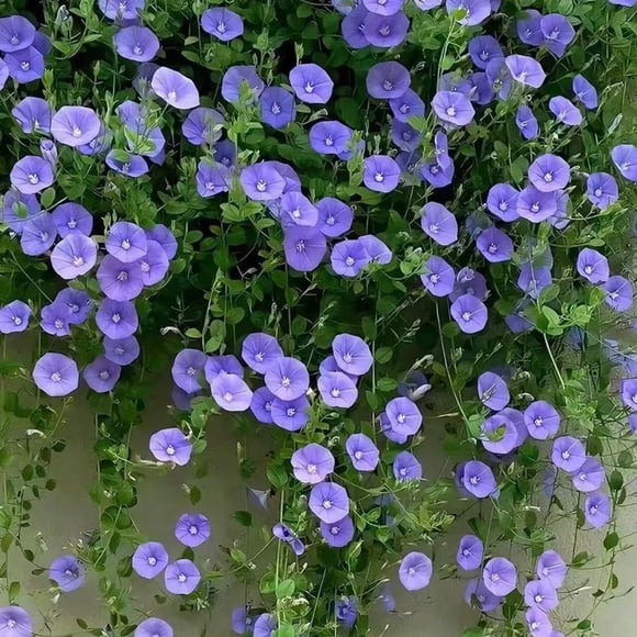 HJADGG Morning Glory Seeds Fast-Growing Climbing Vines \u2013 1000 or 2000 Large Seed Pack Beautiful Trumpet-Shaped Blooms on Trellises, Fences, Arbors Garden Structures Easy to Manage (Purple,2000)
