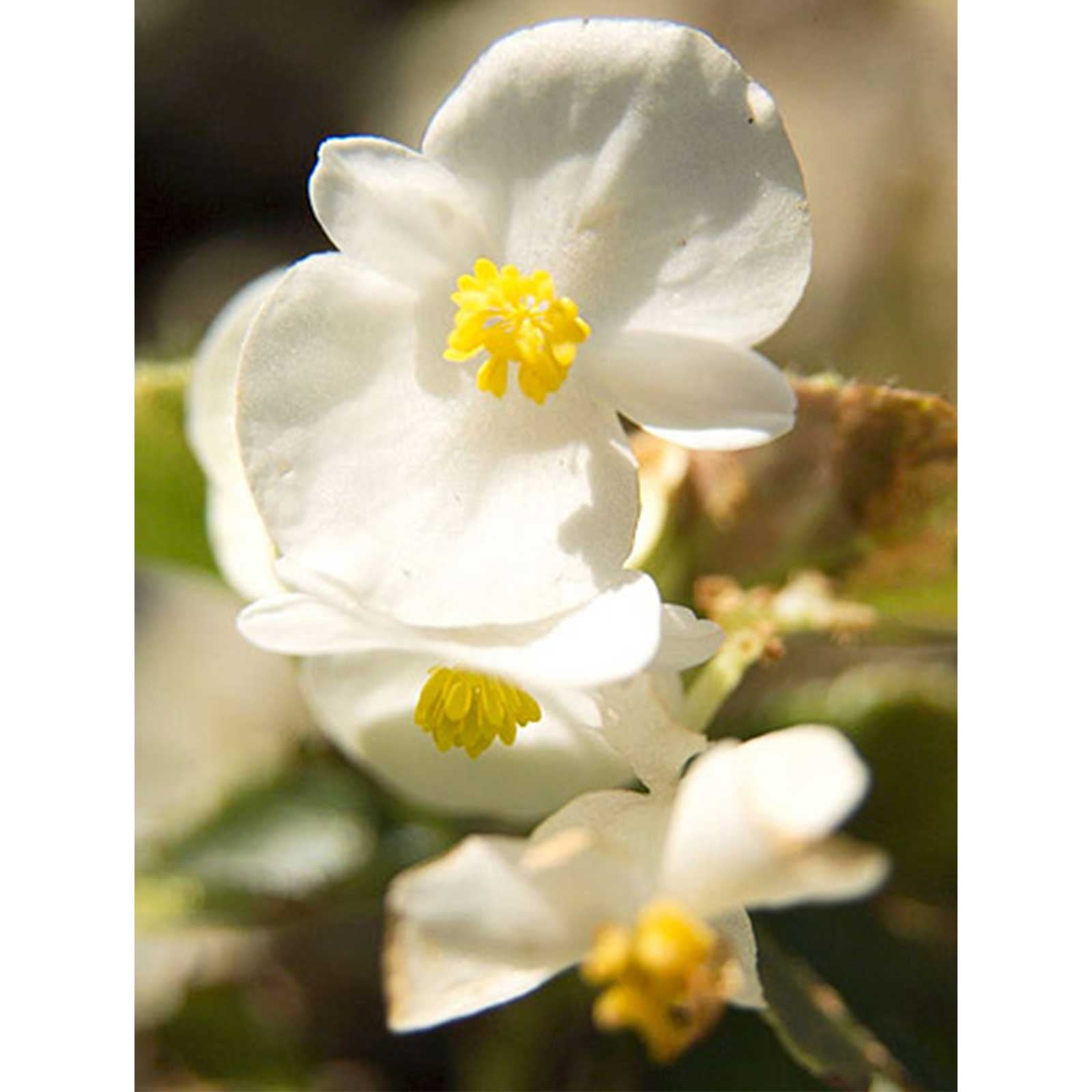 Fibrous Begonia Cocktail Series Plant Seeds (Pelleted) Whiskey (White