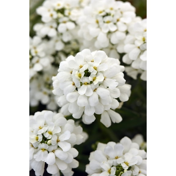 Snowsation™ Candytuft Perennial Plant - Iberis - 2.5" Pot