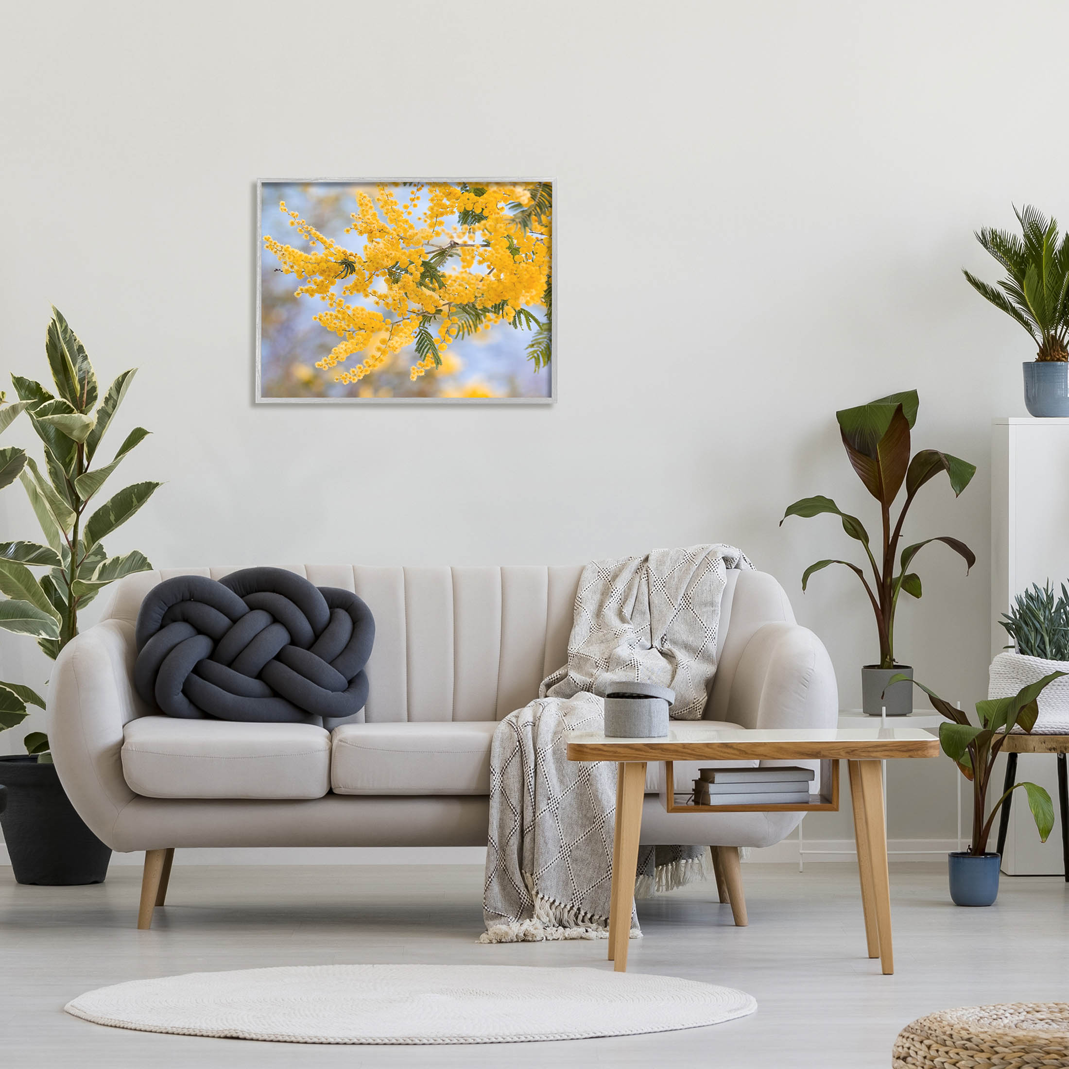 Yellow Mimosa Tree Flowers Nature Botanical & Floral Photograph Gray Framed Art Print Wall Art
