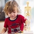 thumbnail image 4 of Rvidsgi Skeleton Model Practical Ability Smooth Plastic Biological Science Learning Kit for Kids, 4 of 7