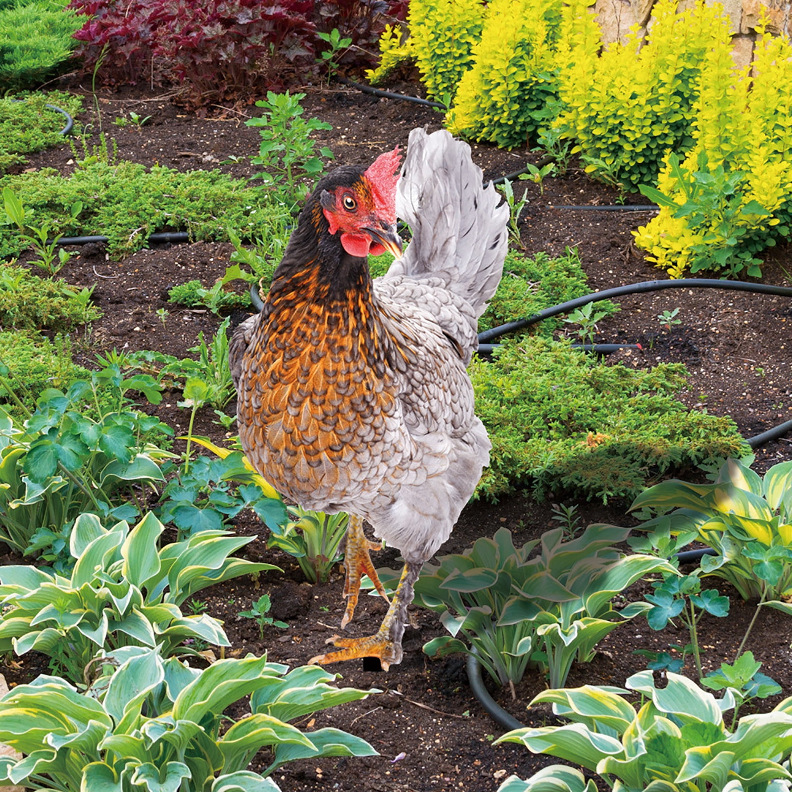 ZPAQI Chicken Yard Sign Decorative Garden Stakes Outdoor Sculpture Outdoor Ornaments
