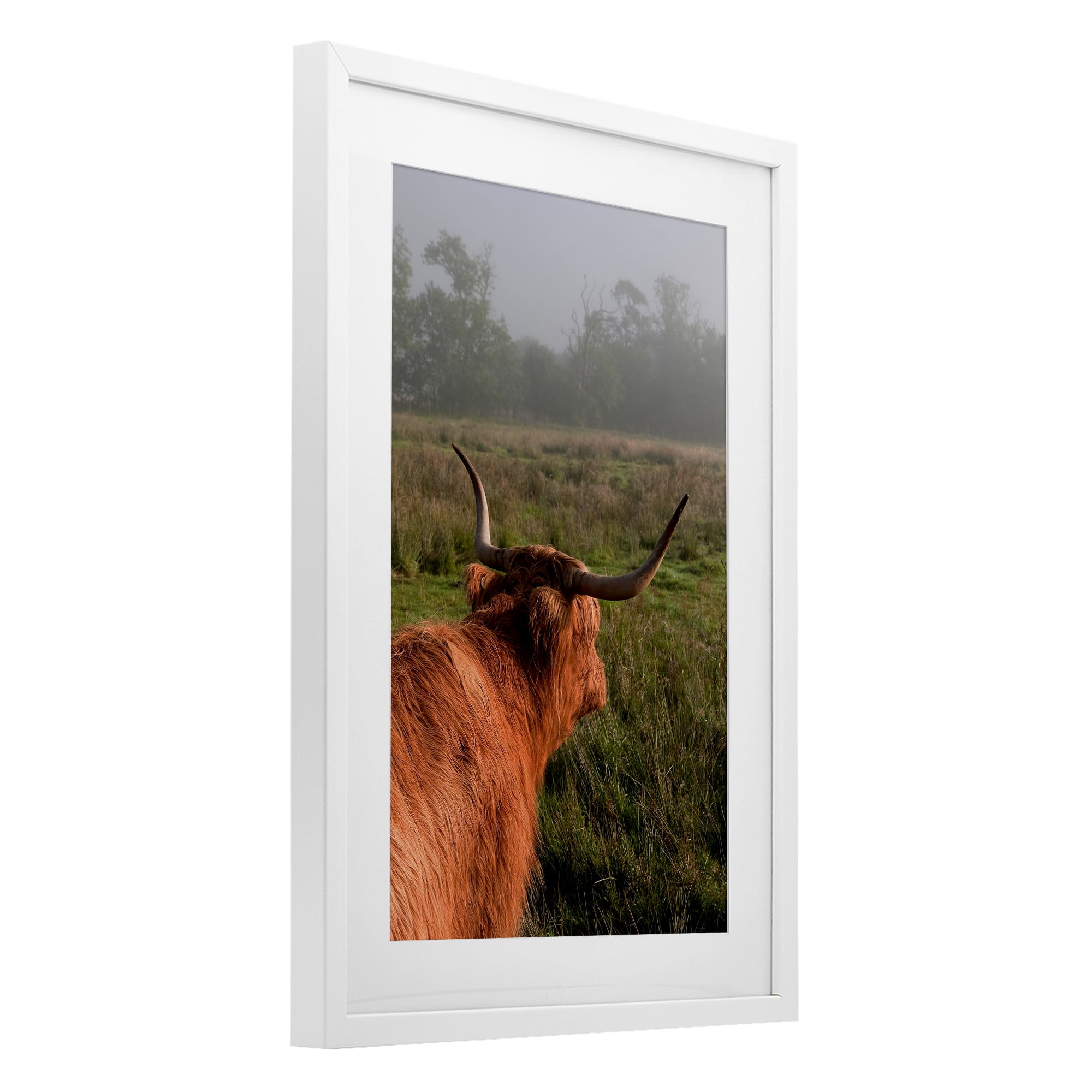 Highland Cow Gazing Out White Framed Print Under Glass, design by Jenny Rainbow Fine Art