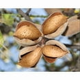 thumbnail image 6 of Blanched Almond Flour, 8 Ounces - Vegan - by Food to Live, 6 of 6
