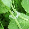 thumbnail image 5 of 100pcs Plant Support Clips, Plastic Garden Fixing Clips for Climbing Plants Tomato Grape Vines, Greenhouse Garden Clips to Keep Plants Upright & Healthy (White), 5 of 8