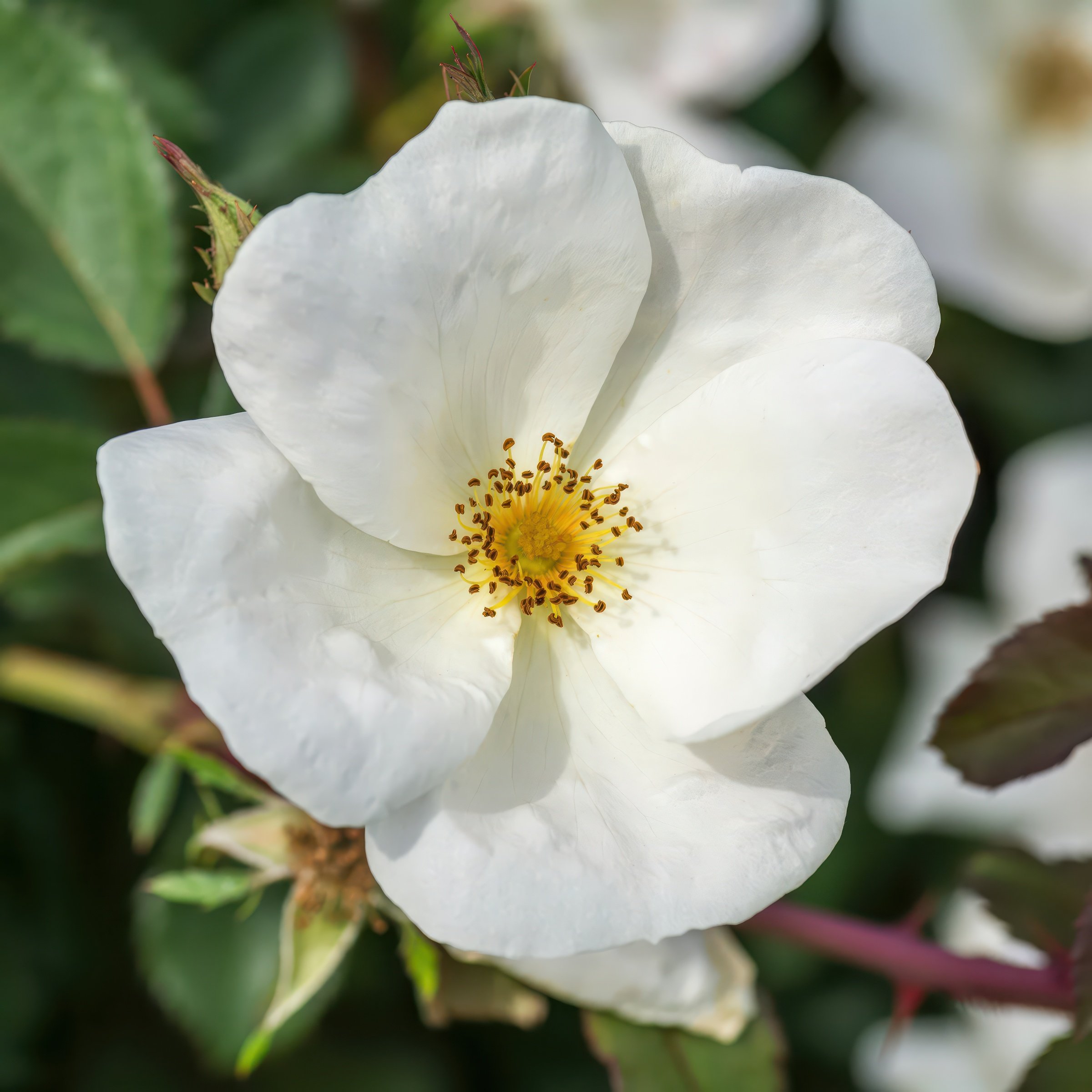 National Plant Network 3 gal. Rose White Knock Out Shrub