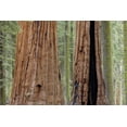 thumbnail image 2 of Paulson, Don 32x23 Black Ornate Wood Framed with Double Matting Museum Art Print Titled - CA, Sequoia NP Giant sequoia trees in forest, 2 of 4