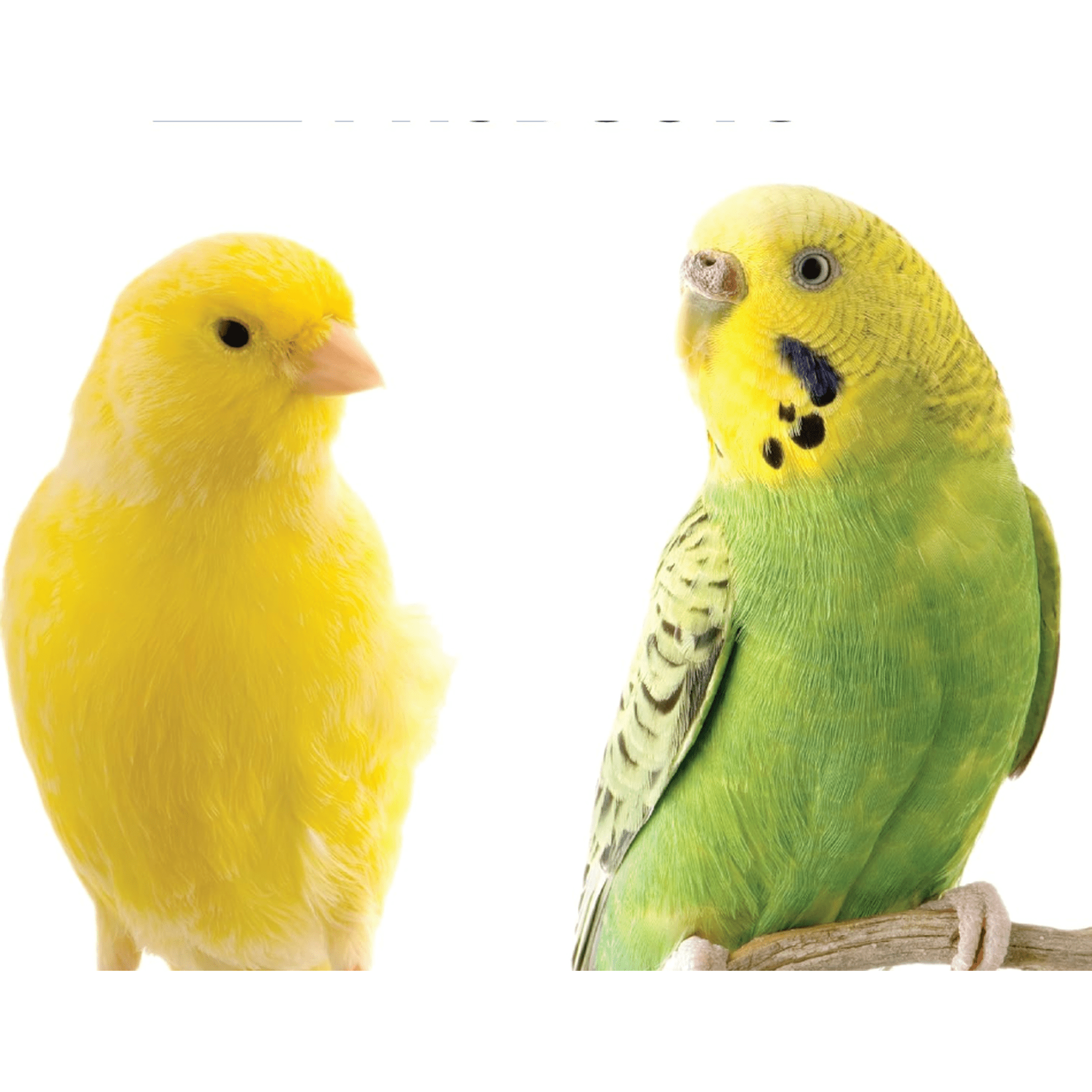 Flight Cage Metal Steel Bird Crate, Multi-Bird Home Stackable Cage for Birds, Home Crate for Extra-Small Pet Parakeets, Finches, and More, White