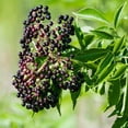 thumbnail image 6 of RedCrocus American Elderberry Sambucus Canadensis &mdash; Fragrant White Flowers, Edible Berries, Native Shrub for Garden, Pollinator-Friendly, Container Use  1 Gallon, 6 of 40