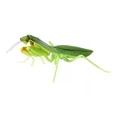 thumbnail image 1 of Insects Gashapon Big Picture Book Series Mantis Spider Scorpion Wasp Simulation Insect Action Figure Model Toys, 1 of 5