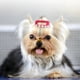 thumbnail image 5 of Pinza para el pelo de perlas sintéticas para mascotas, 10 pinzas para el pelo para mascotas, pinza para el pelo para mascotas, gorros para mascotas fieles a su promesa, 5 of 8