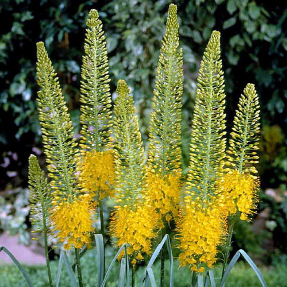 Yellow Foxtail Lily 2 Bulbs Eremurus stenophyllus bungei 1 Size