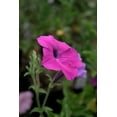 thumbnail image 5 of 200 Purple LAURA BUSH PETUNIA Violacea Violet Perennial Trumpet Flower Seeds, 5 of 5