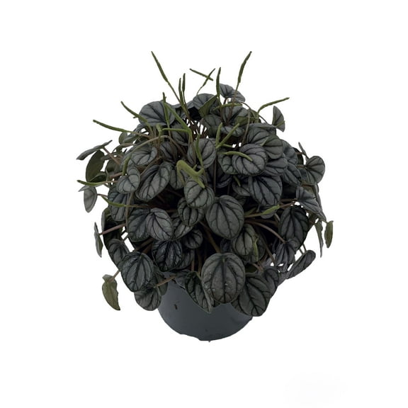 Little Toscani Peperomia Plant - 4" Pot - Collector's Series