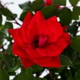 thumbnail image 3 of The Knock Out® Family of Roses 'The Red Double Knock Out® Rose' Live Shrub in 1-Gallon Grower Pot, 3 of 11