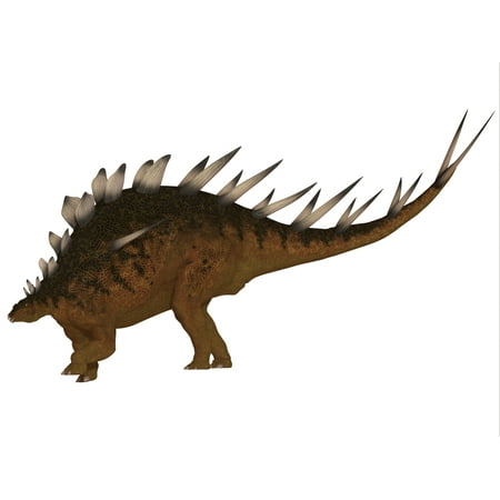 The Kentrosaurus dinosaur from the Jurassic Period of North America has plates along its spine