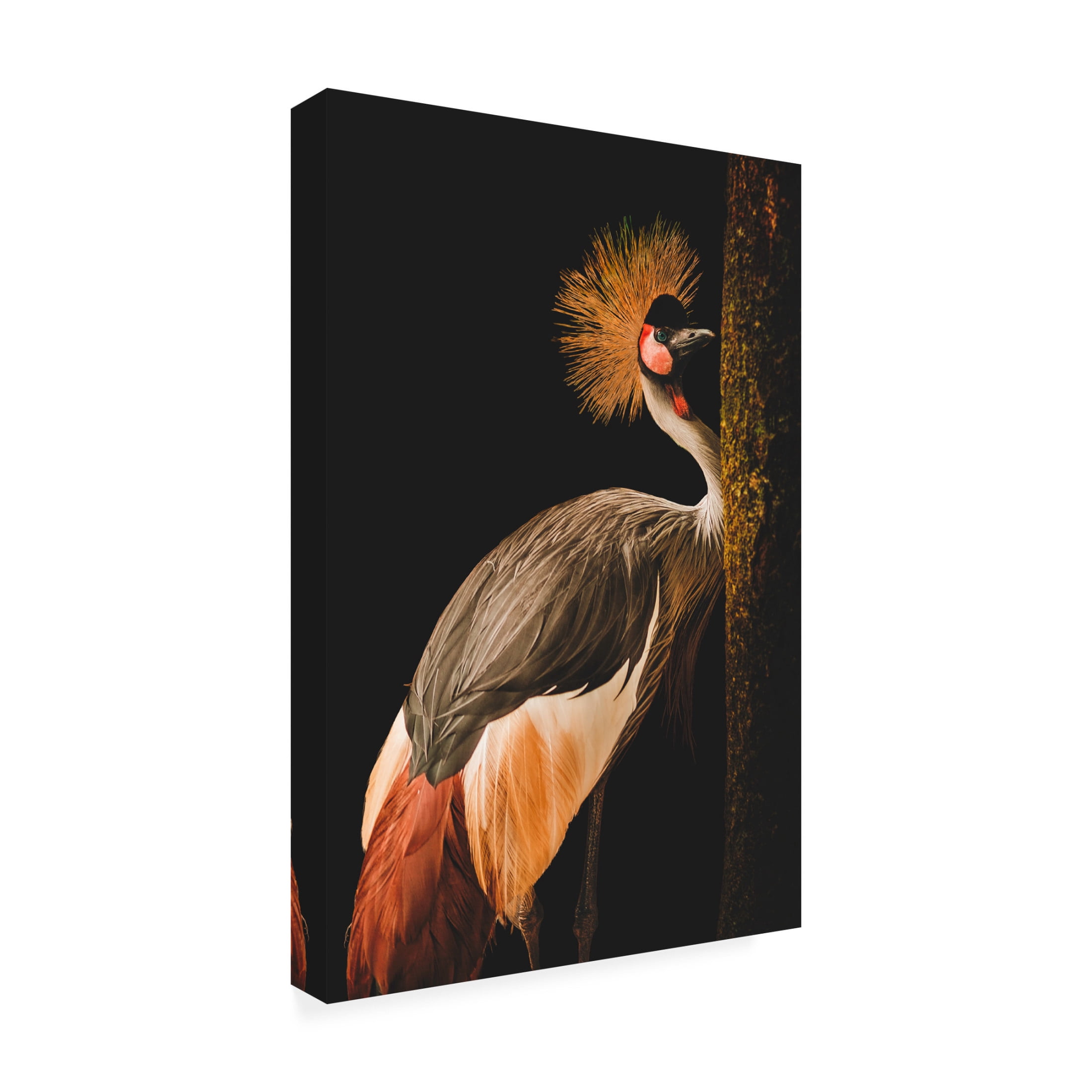 Canvas Wall Art - Jealousy 'Grey Crowned Crane' Wall Art for Living Room, Bedroom, or Office Décor by Trademark Fine Art - 16 x 24 Inches