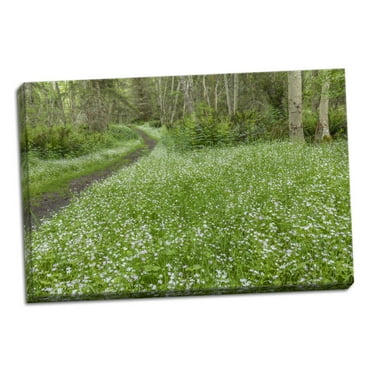 Gango Home Decor Contemporary Siberian Spring Beauty by Kathy Mahan (Ready to Hang); One 36x24in Hand-Stretched Canvas