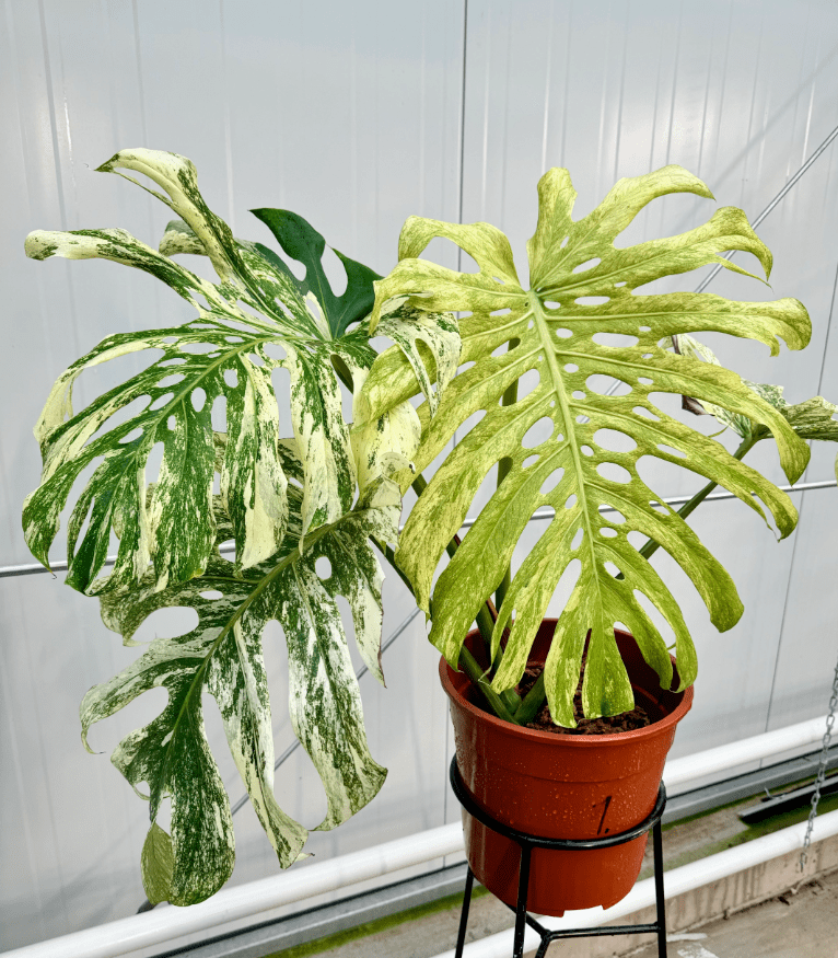 Monstera Mint Live Plant for Planting, Rare Variegated Houseplant for Home or Office, 5-8" Tall Tropical Indoor Plant
