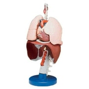 Respiratory Organs Anatomical Model
