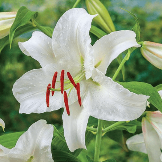 10 Casa Blanca Lily Bulbs
