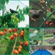thumbnail image 2 of Red antipájaros de 10m x 4m,Red antipájaros para jardín,Red antipájaros de nailon, 2 of 5
