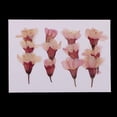 thumbnail image 2 of segolike 12 Pack Natural Pressed Dried Flowers Side Pressed Flowers For crafts, 2 of 9