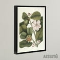 thumbnail image 2 of Balsam Tree Flower Vintage Botanical Catesby Black Framed Canvas Wall Art 12x16", 2 of 4