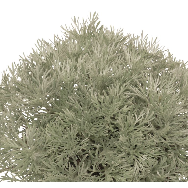 artemisia Artemisia Silver Brocade - Rocky Knoll Farm