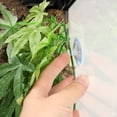 thumbnail image 3 of OUNONA Fish Tank Breeding Grass Realistic Aquarium Fish Tank Plant Green 1Set, 3 of 4