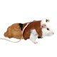 thumbnail image 4 of Correas marrones para el pecho Arnés para mascotas pequeñas Correa Cuerda de tracción S Yuyangstore Correa de pecho del animal doméstico Cuerda de tracción, 4 of 8