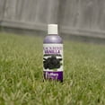 thumbnail image 3 of Jeffers Pet Blackberry Vanilla Shampoo for Dogs & Cats, 17 oz – Coconut Based Soap Free Grooming Shampoo, pH Balanced Pet Wash, Blackberry Tinted Vanilla Scent, Gentle Cleanser for Puppies & Kittens, 3 of 6