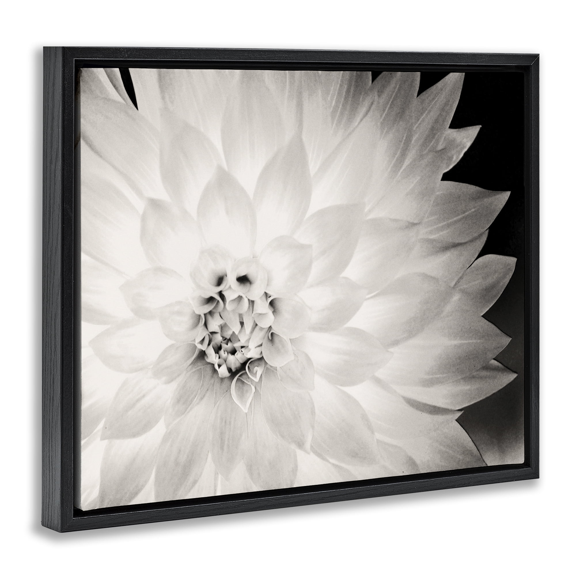 Stupell Industries Strong Dahlia Petals Botanical & Floral Photography Black Floater Framed Canvas Art Print Wall Art, 21 x 17