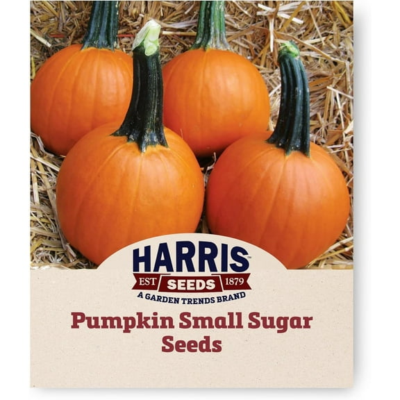 Harris Seeds - Treated Pumpkin Small Sugar Bright Orange Fruit Seeds - 1 oz