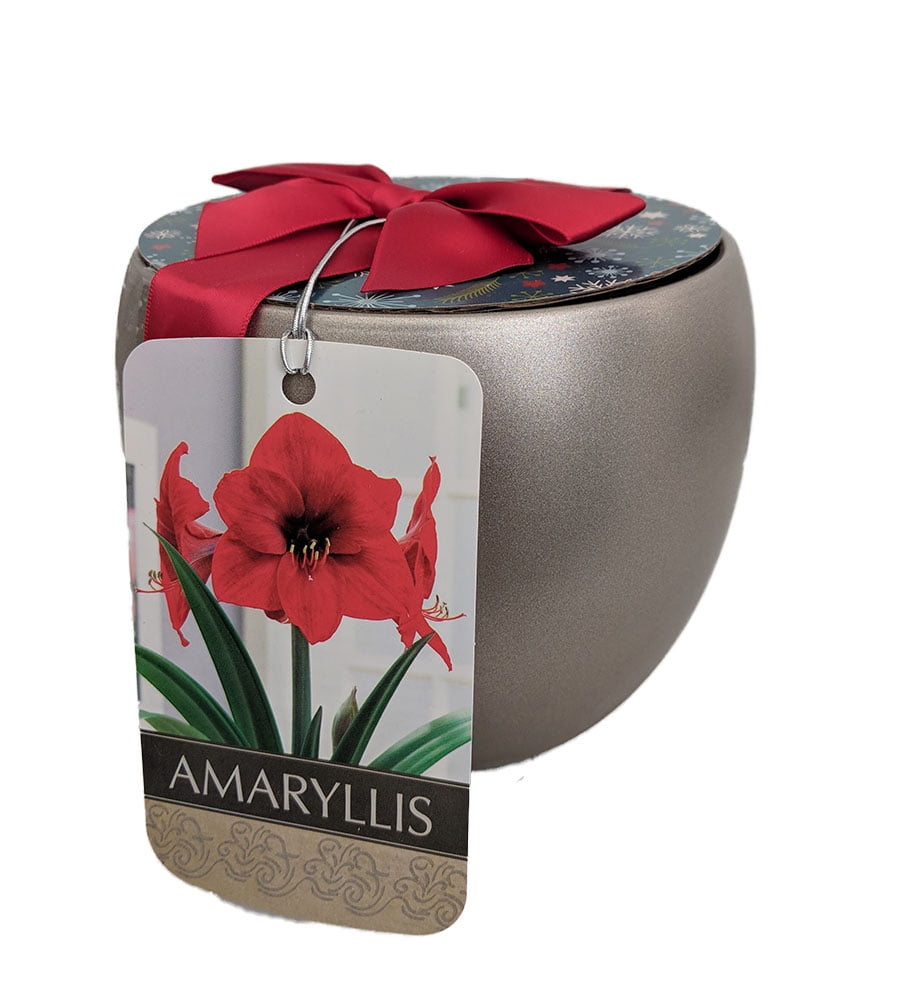 Red Lion Silver Ceramic Amaryllis Kit Bulb/Ceramic Vase/Planting Medium