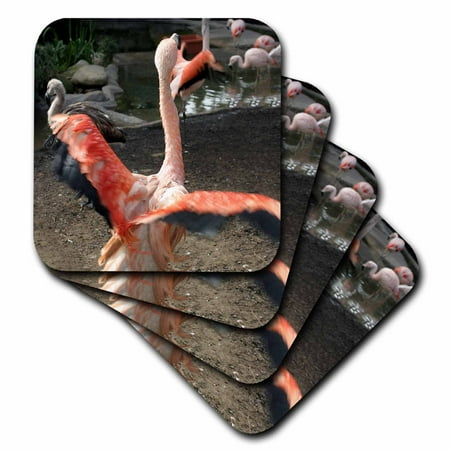 - 3dRose Chilean Flamingo with open wings - Soft Coasters, set of 8