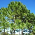 thumbnail image 6 of Slash Pine Tree  40 Live Plants  Pinus Elliottii  Fast Growing Stately Shade Tree, 6 of 8