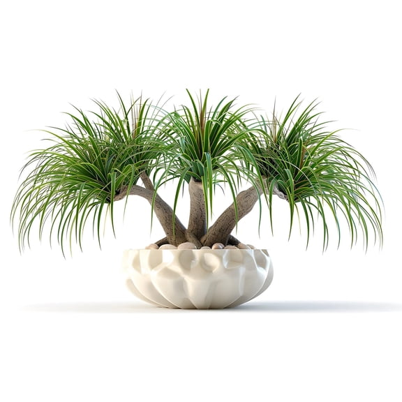 10 Ponytail Palm Bonsai Seeds for Planting - Beaucarnea Recurvata - Excellent Indoor Plant