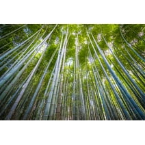 Japanese Giant Timber Bamboo Seeds for Planting - 100+ Seeds - Grow a Fast Bamboo Forest - Ships from Iowa