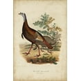 thumbnail image 2 of Bonapart, Charles L. 11x14 Black Ornate Wood Framed with Double Matting Museum Art Print Titled - Wild Turkey, 2 of 4