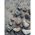thumbnail image 2 of Ray, Elena 19x24 White Modern Wood Framed Museum Art Print Titled - Gifts of the Shore VI, 2 of 4