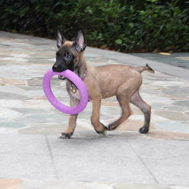 Dog strength training equipment top